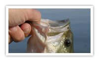 Western Kentucky Land Between The Lakes Fishing