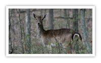 Western Kentucky Hunting License and Seasons